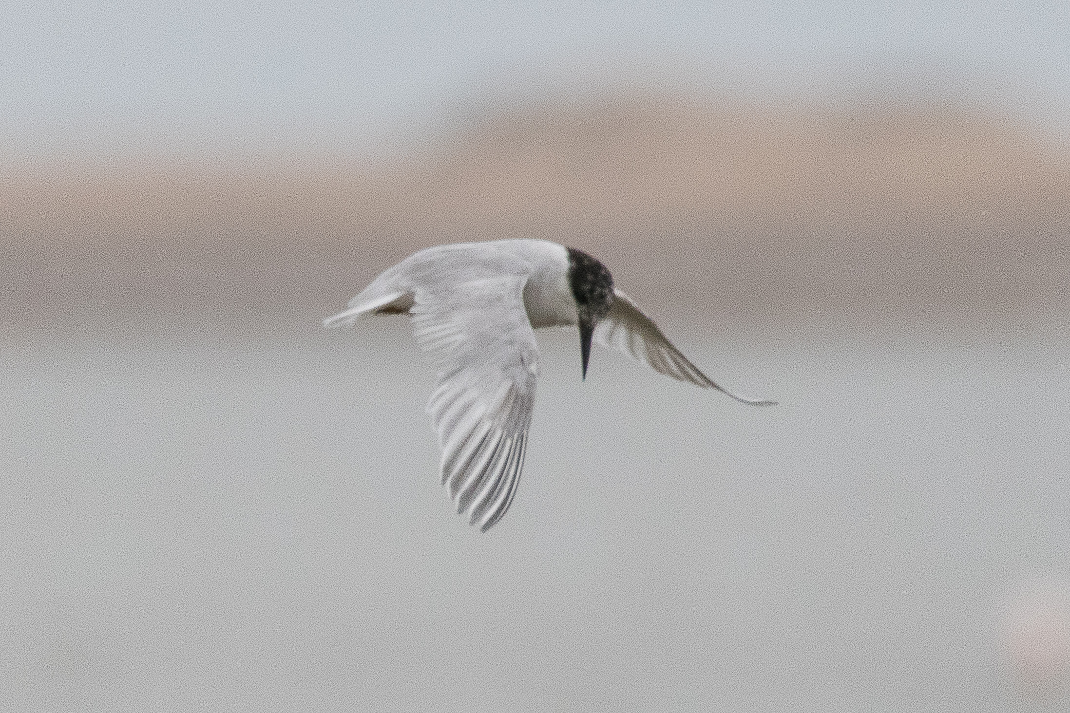 Sterne des baleiniers (Damara tern, Sternula balaenarum), adulte en plumage de transition pêchant au soleil couchant, Walvis Bay, Namibie.